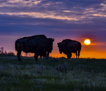 Buffalo grazing at Sunset